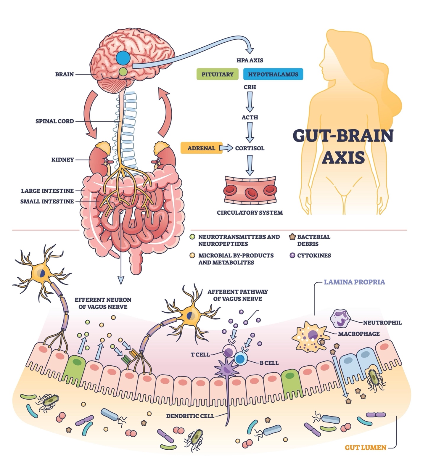 Hình ảnh về gut-brain axis signaling pathways